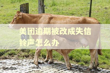 美团逾期被改成失信铃声怎么办