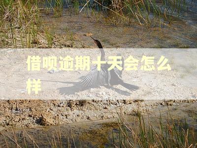 借呗逾期十天会怎么样