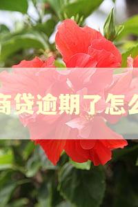 网商贷逾期了怎么办 网商贷逾期了怎么办