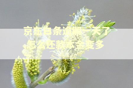 京东白条逾期一天了,怎么还款本金变多了