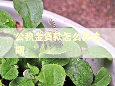 公积金贷款怎么算逾期