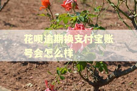 花呗逾期换支付宝账号会怎么样
