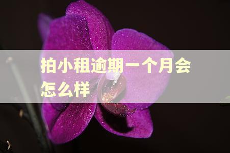 拍小租逾期一个月会怎么样