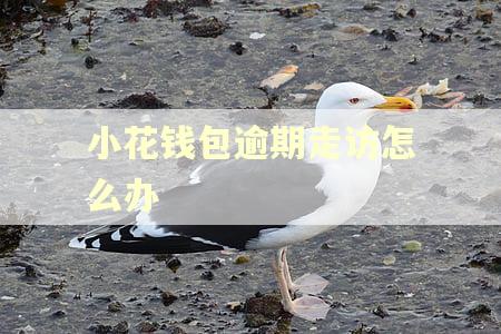 小花钱包逾期走访怎么办