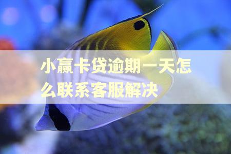 小赢卡贷逾期一天怎么联系客服解决