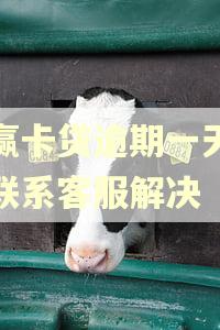 小赢卡贷逾期一天怎么联系客服解决