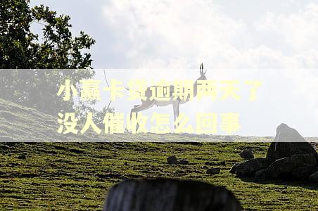 小赢卡贷逾期两天了没人催收怎么回事
