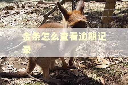 金条怎么查看逾期记录