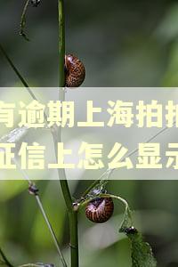 没有逾期上海拍拍贷在征信上怎么显示