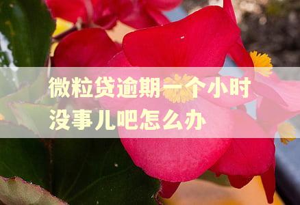 微粒贷逾期一个小时没事儿吧怎么办