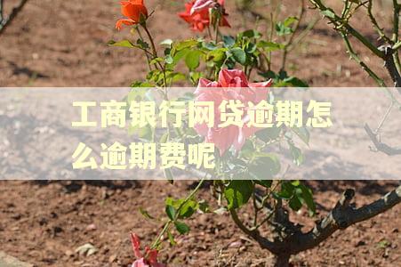工商银行网贷逾期怎么逾期费呢