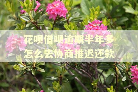 花呗借呗逾期半年多怎么去协商推迟还款