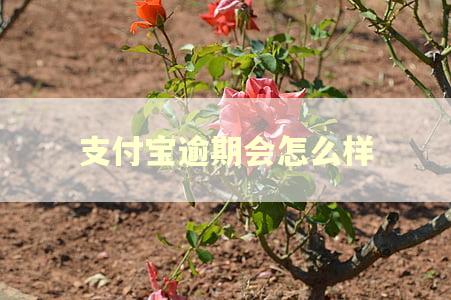 支付宝逾期会怎么样