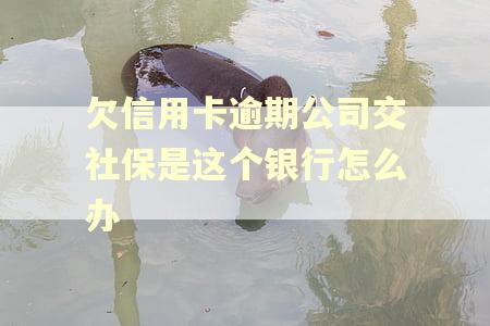 欠信用卡逾期公司交社保是这个银行怎么办