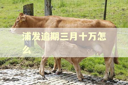 浦发逾期三月十万怎么
