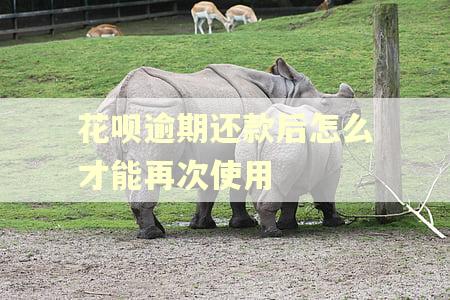 花呗逾期还款后怎么才能再次使用