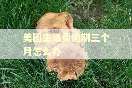 美团生活费逾期三个月怎么办 美团生活费逾期三个月怎么办