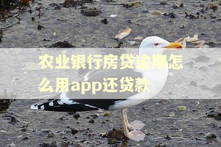 农业银行房贷逾期怎么用app还贷款