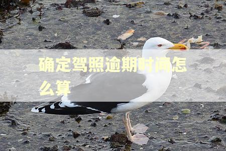 确定驾照逾期时间怎么算 确定驾照逾期时间怎么算