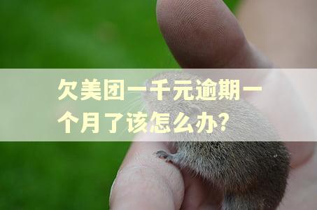 欠美团一千元逾期一个月了该怎么办?