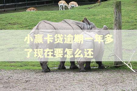 小赢卡贷逾期一年多了现在要怎么还