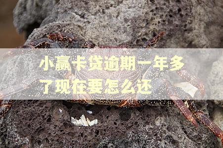 小赢卡贷逾期一年多了现在要怎么还