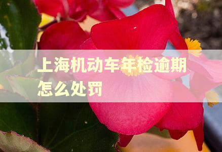 上海机动车年检逾期怎么处罚