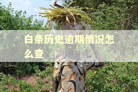 白条历史逾期情况怎么查