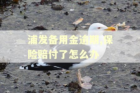 浦发备用金逾期,保险赔付了怎么办 浦发备用金逾期,保险赔付了怎么办