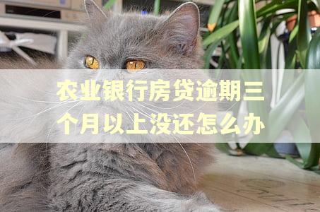 农业银行房贷逾期三个月以上没还怎么办 农业银行房贷逾期三个月以上没还怎么办