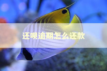 还呗逾期怎么还款