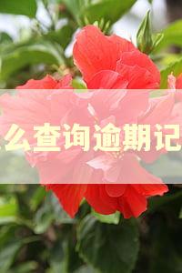 怎么查询逾期记录 怎么查询逾期记录