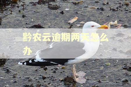 黔农云逾期两天怎么办