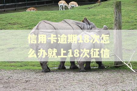 信用卡逾期18次怎么办就上18次征信