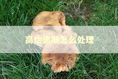 高炮逾期怎么处理