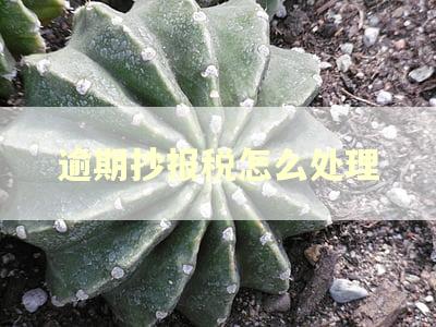逾期抄报税怎么处理