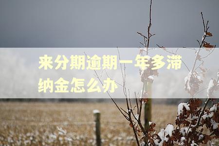 来分期逾期一年多滞纳金怎么办 来分期逾期一年多滞纳金怎么办