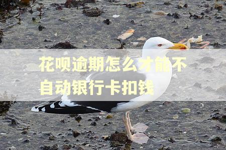 花呗逾期怎么才能不自动银行卡扣钱 花呗逾期怎么才能不自动银行卡扣钱