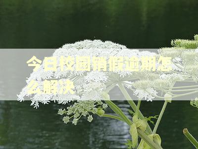 今日校园销假逾期怎么解决