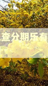 怎么查分期乐有没有逾期