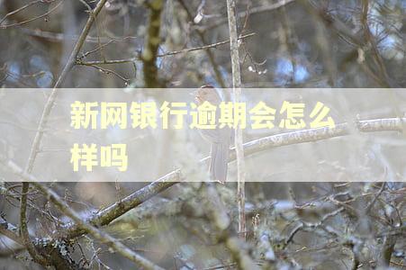 新网银行逾期会怎么样吗