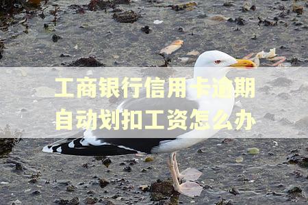 工商银行信用卡逾期自动划扣工资怎么办