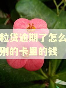 微粒贷逾期了怎么会扣别的卡里的钱