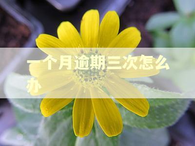 一个月逾期三次怎么办