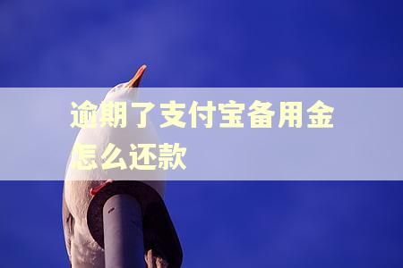 逾期了支付宝备用金怎么还款