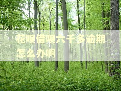 花呗借呗六千多逾期怎么办啊