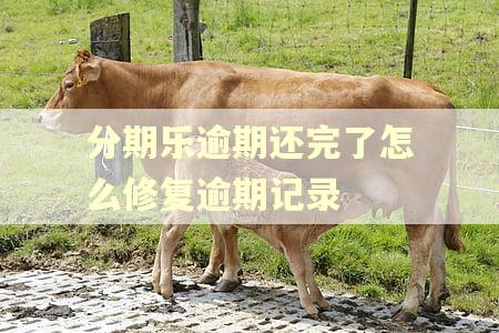 分期乐逾期还完了怎么修复逾期记录 分期乐逾期还完了怎么修复逾期记录