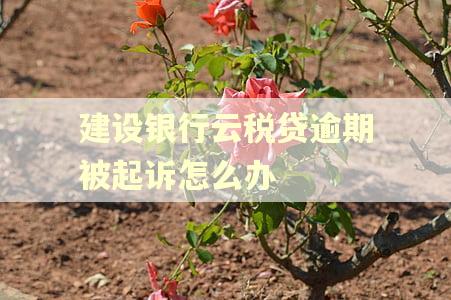 建设银行云税贷逾期被起诉怎么办