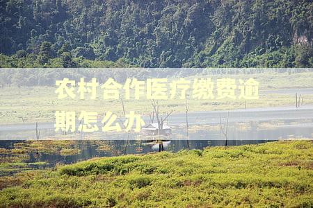 农村合作医疗缴费逾期怎么办