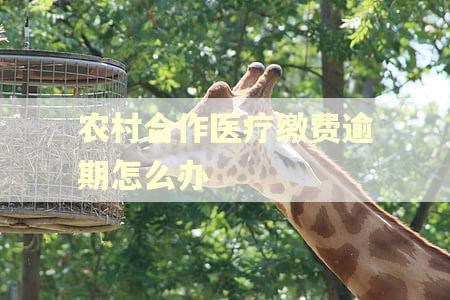 农村合作医疗缴费逾期怎么办